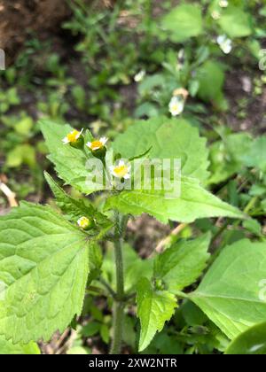 shaggy Soldat (Galinsoga quadriradiata) Plantae Stockfoto