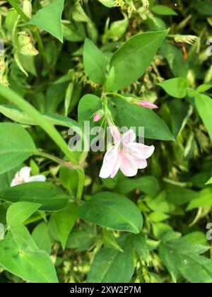 (Jasminum x stephanense) Plantae Stockfoto