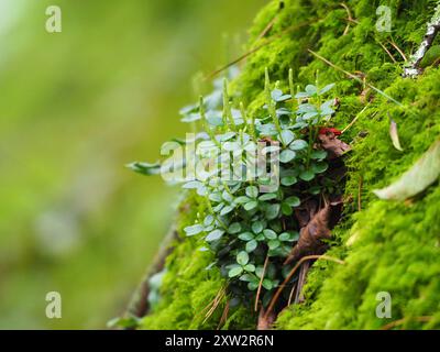 acorn peperomia (Peperomia tetraphylla) Plantae Stockfoto