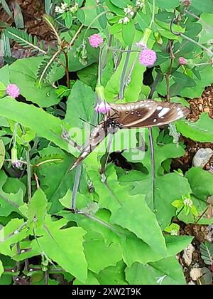 (Euploea lewinii) Insecta Stockfoto