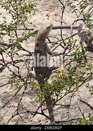 San Esteban Island x Sonora Stachelschwanziguana (Ctenosaura conspicuosa x macrolopha) Reptilia Stockfoto