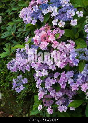 Hydrangea macrophylla „Jogasaki“, eine Lakecap-Sorte mit doppelten sterilen Röschen und einzelnen fruchtbaren Blüten Stockfoto