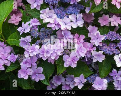 Hydrangea macrophylla „Jogasaki“, eine Lakecap-Sorte mit doppelten sterilen Röschen und einzelnen fruchtbaren Blüten Stockfoto