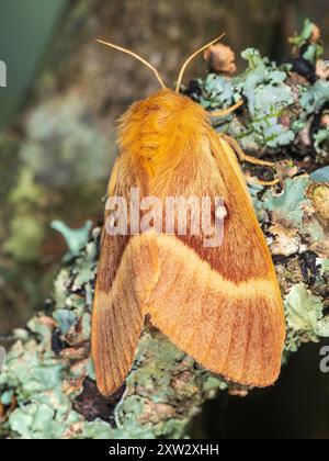 Erwachsene männliche Eiche Eggarmotte, Lasiocampa quercus, ein britischer Gartenbesucher Stockfoto