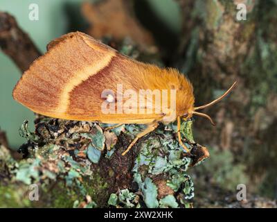 Erwachsene männliche Eiche Eggarmotte, Lasiocampa quercus, ein britischer Gartenbesucher Stockfoto