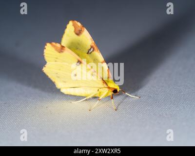 Seitenansicht der Brimstone Motte, Opisthograptis luteolata, ein britischer Gartenbesucher Stockfoto