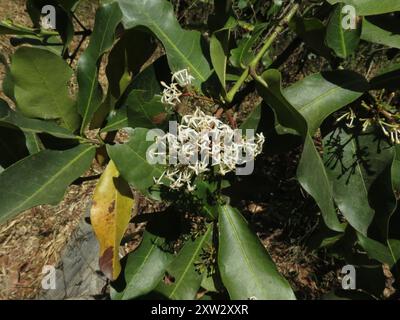 Fackelbaum (Ixora pavetta) Plantae Stockfoto