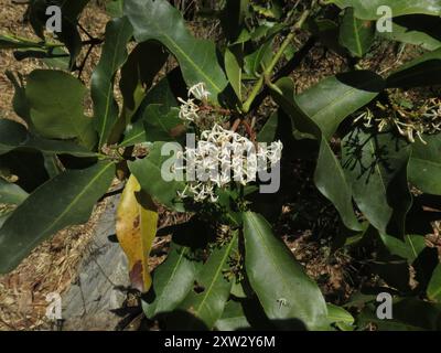 Fackelbaum (Ixora pavetta) Plantae Stockfoto