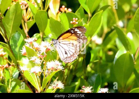 Schwarzer Tiger (Danaus melanippus hegesippus) Insecta Stockfoto