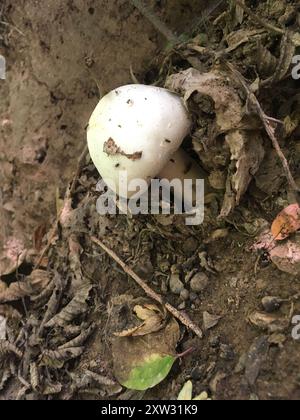 Gelbe Färbepilze (Agaricus xanthodermus) Stockfoto