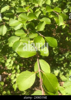 Blackhaw (Viburnum prunifolium) Plantae Stockfoto