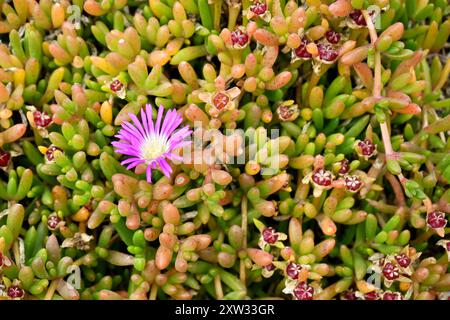 Pretty Purple Dewplant oder Disphyma crassifolium. Cornwall, England. Auch bekannt als runde Mondblume oder rundes Blatt Pigface. Stockfoto