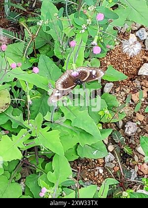 (Euploea lewinii) Insecta Stockfoto