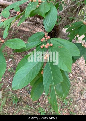 Carolina Sanddorn (Frangula caroliniana) Plantae Stockfoto