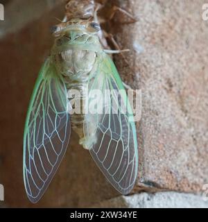 RESH Cicada (Megatibicen RESH) Insecta Stockfoto