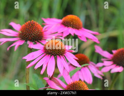 Eine Nahaufnahme von Echinacea purpurea 'Magnus' oder Coneflower Stockfoto