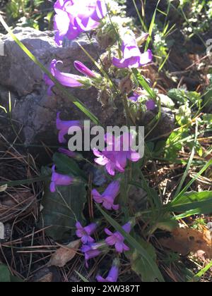 (Campanula sibirica taurica) Plantae Stockfoto