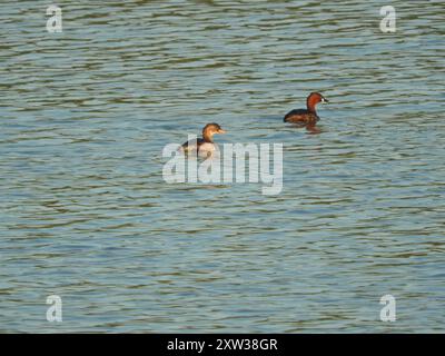 Afrikanischer Little Grebe (Tachybaptus ruficollis capensis) Aves Stockfoto