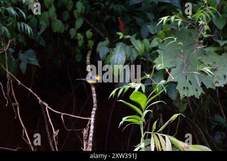 Rotstart mit Kragen (Myioborus torquatus) Aves Stockfoto