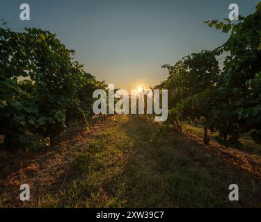 Weinberg landwirtschaftliche Felder in der Landschaft, schöne Luftlandschaft bei Sonnenaufgang. Stockfoto