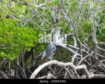 Dimorphe Egret (Egretta garzetta dimorpha) Aves Stockfoto