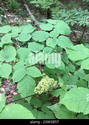 Amerikanische Spikenard (Aralia racemosa) Plantae Stockfoto