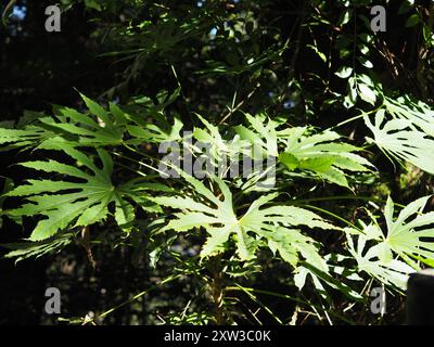 Taiwan Diplofatsis (Fatsia polycarpa) Plantae Stockfoto