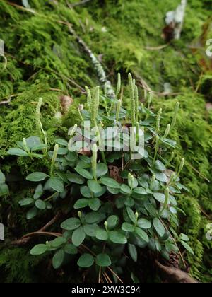 acorn peperomia (Peperomia tetraphylla) Plantae Stockfoto