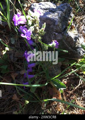 (Campanula sibirica taurica) Plantae Stockfoto