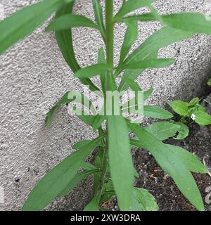 Tropischer Pferdegras (Erigeron sumatrensis) Plantae Stockfoto