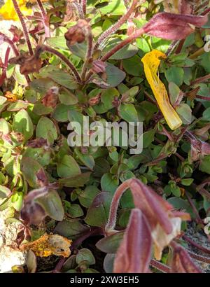 Subalpine Affenblume (Erythranthe caespitosa) Plantae Stockfoto