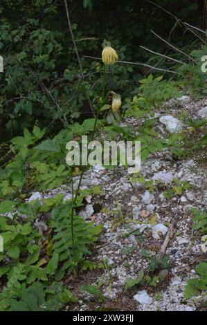 Gelbe Thistle (Cirsium erisithales) Plantae Stockfoto