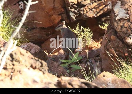 Westlicher Kurzohr-Rock Wallaby (Petrogale brachyotis) Mammalia Stockfoto