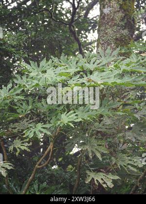 Taiwan Diplofatsis (Fatsia polycarpa) Plantae Stockfoto