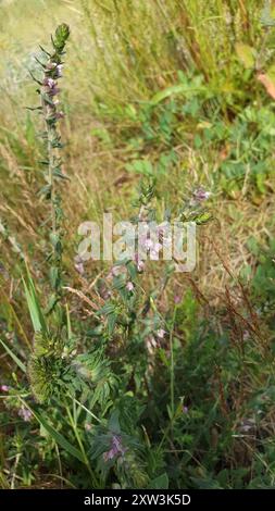 Red Bartsia (Odontites vernus) Plantae Stockfoto