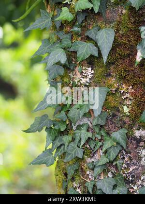 photinia fraseri glanzmispel Glanzmispel Photinia fraseri 'Red Robin' main image 1