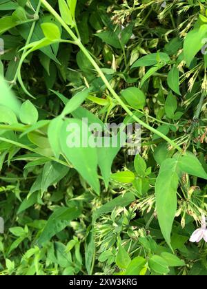 (Jasminum x stephanense) Plantae Stockfoto