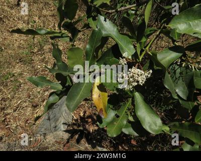 Fackelbaum (Ixora pavetta) Plantae Stockfoto