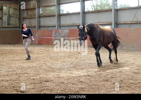 27.07.2024, Garlstorf, Niedersachsen, DE - Frau longiert ihr Pferd in einer Reithalle. Pferd, Warmblut, Warmblueter, Frau, Longe, Bewegung, bewegen, longieren, Pferdesport, an der Longe, Aufwaermen, Gangart, Trab, traben, Longierpeitsche, Ausbildung, ausbilden, Freizeitpferd, Freizeitsport, Reithalle, Genickschoner, Kappzaum 240727D904GARLSTORF.JPG *** 27 07 2024, Garlstorf, Niedersachsen, GER-Frau, die ihr Pferd in einer Reithalle stürzt Pferd, Warmblood, Warmblood, Frau, Ausfallschritt, Bewegung, Bewegung, Longen, Reitsport, Ausfallschritt, Aufwärmen, Gang, Trab, Trab, Longierpeitsche, verz Stockfoto