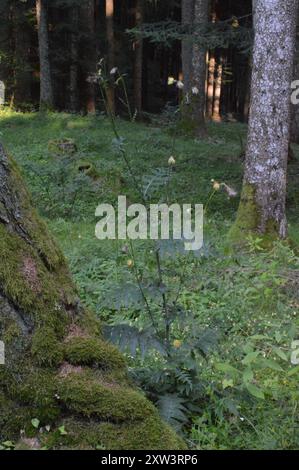 Gelbe Thistle (Cirsium erisithales) Plantae Stockfoto