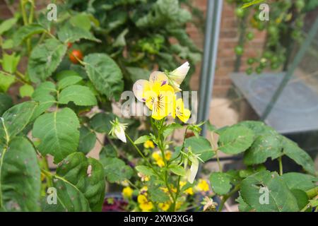 Nahaufnahme der leuchtenden lila und gelben Stiefmütterchen Blumen in Bloom Stockfoto