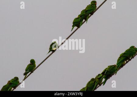 Weißflügelsittich (Brotogeris versicolurus) Aves Stockfoto