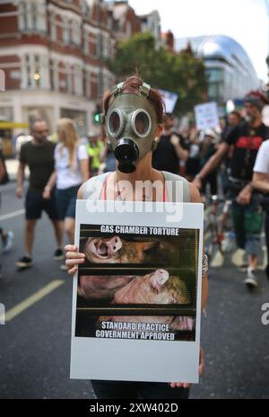 London, England, Großbritannien. August 2024. Eine Demonstrantin mit einer Gasmaske hält ein Schild, das die Vergasung von Schweinen beschreibt, während sie während der Demonstration entlang der Oxford Street marschiert. Die Demonstranten treten für Gerechtigkeit, Respekt und Frieden für Tiere ein und gegen Ausbeutung und Unterdrückung. Sie versammeln sich, um jetzt Tierbefreiung zu fordern und in Solidarität mit allen Arten auf dem Planeten zu marschieren. (Kreditbild: © Martin Pope/ZUMA Press Wire) NUR REDAKTIONELLE VERWENDUNG! Nicht für kommerzielle ZWECKE! Stockfoto