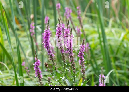 Schöne rosa Blüten von Lythrum salicaria. Lila Loosestreit. Spitzer Loosestritt, lila Lythrum. Stockfoto