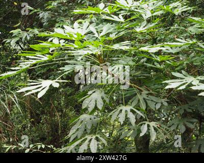 Taiwan Diplofatsis (Fatsia polycarpa) Plantae Stockfoto