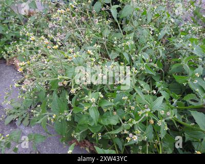 shaggy Soldat (Galinsoga quadriradiata) Plantae Stockfoto