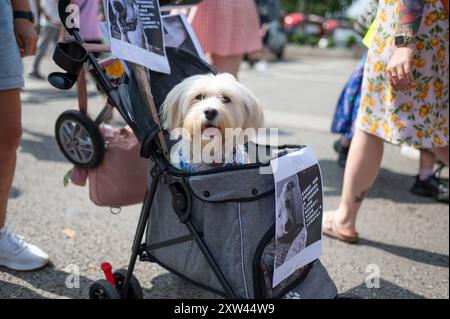 London, Großbritannien. August 2024. Ein Hund, der während des marsches gesehen wurde. Tierschutzaktivisten marschierten in London, um ein Ende der Ausbeutung von Tieren und Tierversuchen zu fordern. Quelle: SOPA Images Limited/Alamy Live News Stockfoto