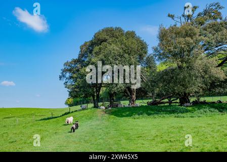 Der Monarch's Way führt nordöstlich über den Arundel Park - Arundel, South Downs National Park, West Sussex, Großbritannien. Stockfoto