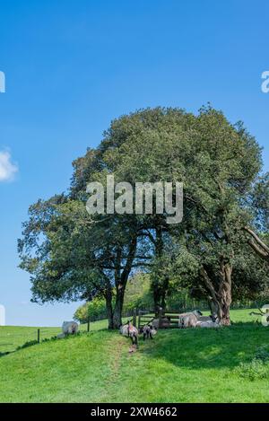 Der Monarch's Way führt nordöstlich über den Arundel Park - Arundel, South Downs National Park, West Sussex, Großbritannien. Stockfoto