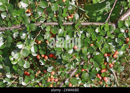 Hjelmqvist's Cotoneaster (Cotoneaster hjelmqvistii) Plantae Stockfoto